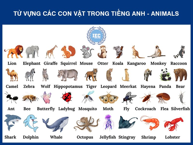 Tổng hợp hình ảnh các con vật bằng tiếng Anh sinh động, dễ nhớ tên.