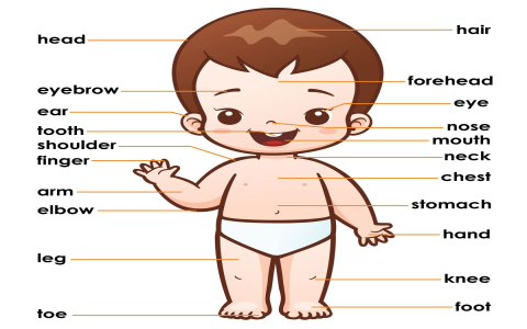 Từ vựng tiếng anh lớp 4 gồm chủ đề gì? Phụ huynh lưu ngay cho bé!