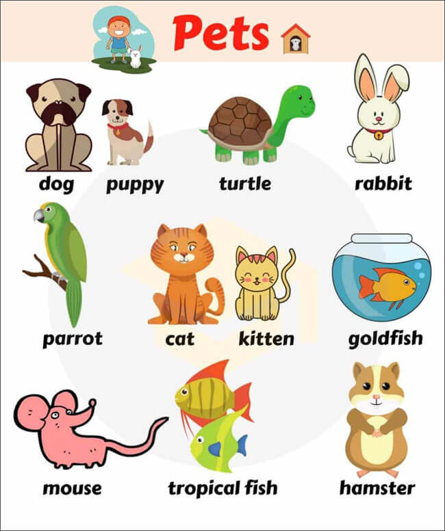 Tổng hợp hình ảnh các con vật bằng tiếng Anh sinh động, dễ nhớ tên.